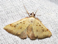 Phytometra subflavalis