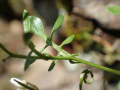 Cardamine resedifolia