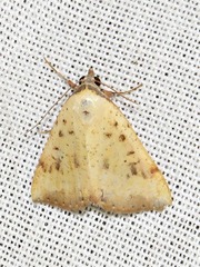 Phytometra subflavalis