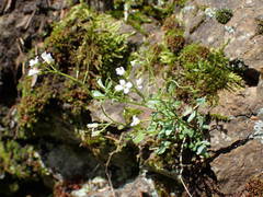 Cardamine resedifolia