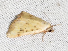 Phytometra subflavalis