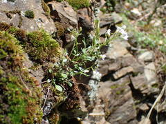 Cardamine resedifolia