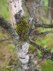 Plenogemma phyllantha