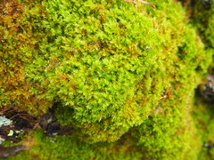 Herzogiella adscendens