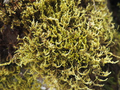 Racomitrium ericoides