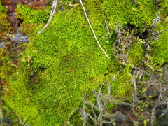 Amphidium lapponicum