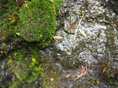 Gymnostomum aeruginosum