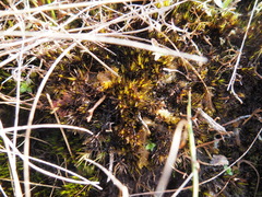 Campylopus atrovirens