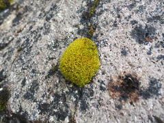 Zygodon viridissimus