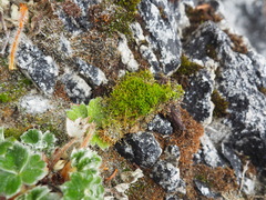 Distichium capillaceum