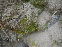 Anomobryum concinnatum