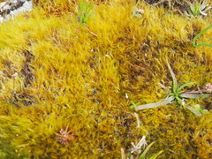 Flexitrichum gracile