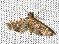 Duponchelia lanceolalis