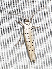 Yponomeuta fumigatus