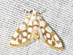 Obtusipalpis pardalis