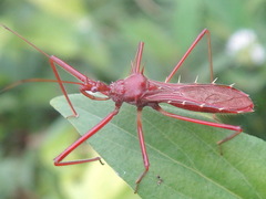 Ricolla pallidinervis