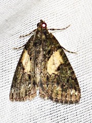 Xylopteryx arcuata