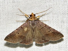 Plecoptera melalepis