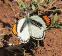 Colotis pallene