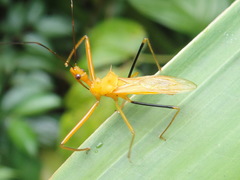 Ploeogaster