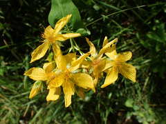 Hypericum richeri burseri