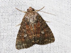 Condica capensis