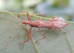 Diarthrotarsus malaisei