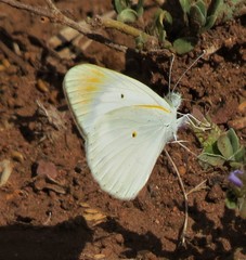 Colotis pallene