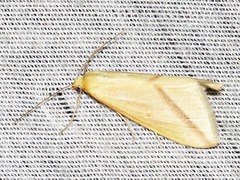 Rhodometra sacraria