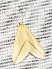 Rhodometra sacraria