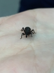 Steremnius carinatus