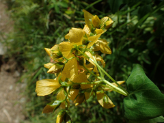 Hypericum richeri burseri
