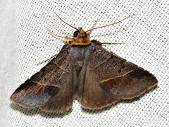 Plecoptera melalepis