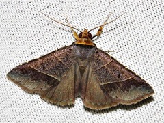 Plecoptera melalepis