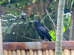 Corvus macrorhynchos