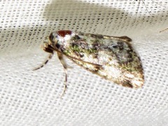Iambia melanochlora