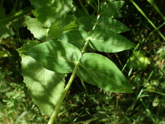 Hypericum richeri burseri