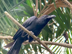 Corvus macrorhynchos