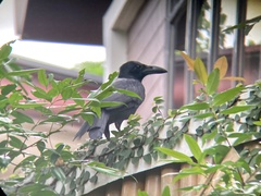 Corvus macrorhynchos