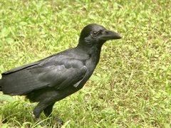 Corvus macrorhynchos