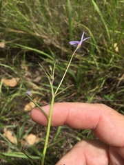 Lobelia stenophylla