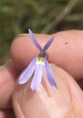 Lobelia stenophylla