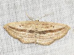 Scopula bigeminata