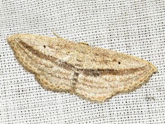 Scopula bigeminata