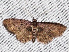 Horisme pallidimacula