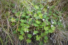Geranium glabrum (Geranium glabrum)