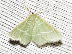 Chlorissa attenuata
