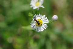Cylindromyia auriceps