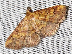 Cerynea thermesialis