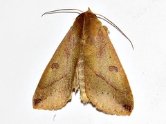 Hypanua xylina
